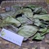 Daun Cincau Perdu (Premna trichistoma) Jukut jelly Dried Leaves (600 gram) view 4