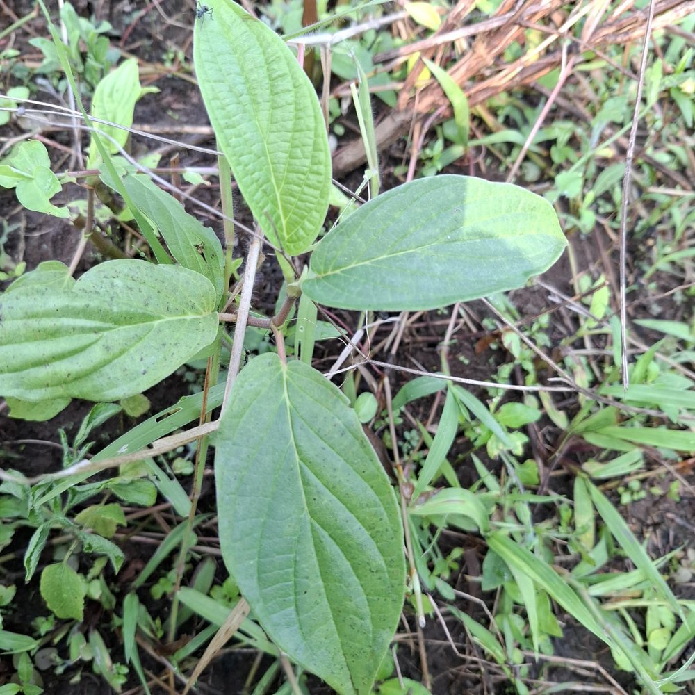 Sirih hutan (Piper aduncum) spiked pepper Dried Leaves (600 gram)