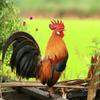 B12 6000 Poultry Vitamin for Chickens & Roosters Supports Energy - Nutri-Line 100 Tablets view 4