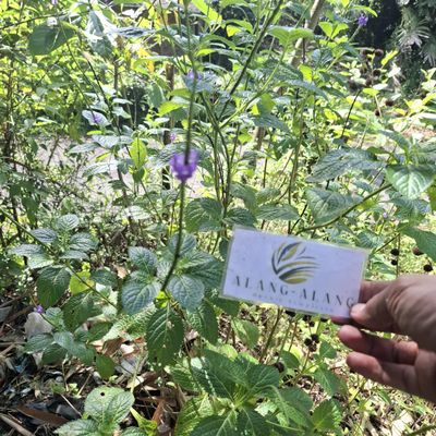 Daun Pecut Kuda (MaStachytarpheta jamaicensis) Blue Porterweed Dried Leaves (80 gram)