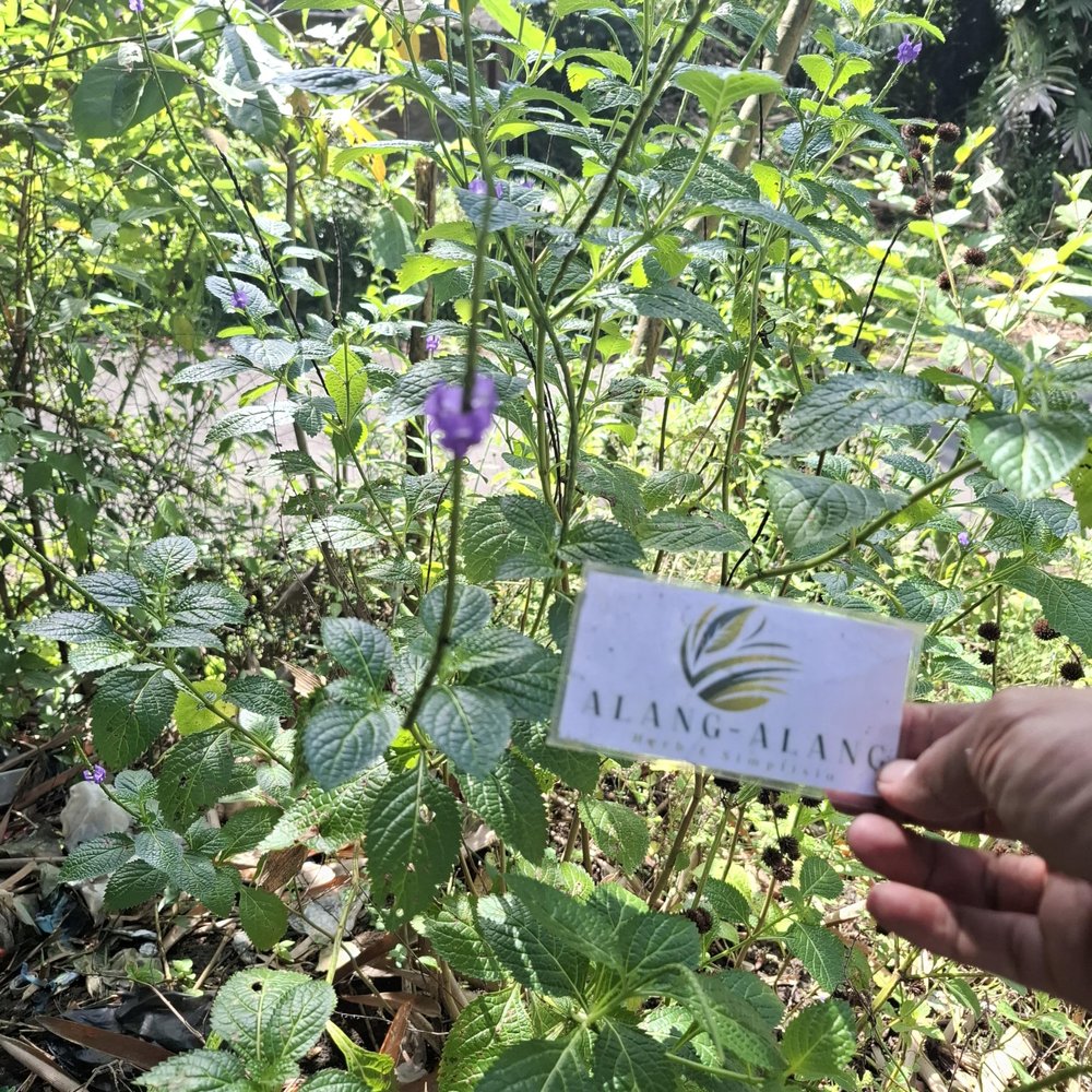 Daun Pecut Kuda (MaStachytarpheta jamaicensis) Blue Porterweed Dried Leaves (80 gram)