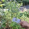 Daun Pecut Kuda (MaStachytarpheta jamaicensis) Blue Porterweed Dried Leaves (80 gram) view 2