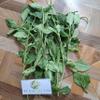 Daun Pecut Kuda (MaStachytarpheta jamaicensis) Blue Porterweed Dried Leaves (80 gram) view 3