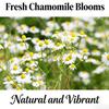 Organic Chamomile Tea, Caffeine Free Calming Chamomile Loose Leaf Tea for Bedtime Rituals, Evening Relaxation, Herbal Coffee Alternative (100g/3.52oz Chamomile) view 2
