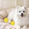 Pet Odor Absorber - 8 Piece Long-Lasting Scented Freshener for Closets with Lemon Peach | Wardrobe Odor Absorber featuring Spherical Design, Furniture Carpet Bathroom Bedroom Kitchen Small Multi Pack view 2