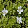 NG 100% Pure & Fresh Bacopa monnieri Leaf - 8.81Ounce | 250Gram - Dried Brahmi Leaves view 3