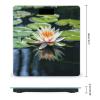Water Lily Scale for Body Weight Safe Rounded Corners Tempered Glass Digital Bathroom Scale LED Display 400lb Capacity Weight Scales with High Precision Sensors view 2