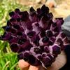 Amethyst Violet Ghost Phantom Quartz Crystal Cluster Pray Home Decor degaussing (Size : 410-500g) view 2