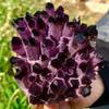 Amethyst Violet Ghost Phantom Quartz Crystal Cluster Pray Home Decor degaussing (Size : 410-500g) view 3