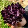 Amethyst Violet Ghost Phantom Quartz Crystal Cluster Pray Home Decor degaussing (Size : 410-500g) view 4