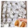 Milk Dates Stuffed With Almonds, Individually Packaged Cheese Dates, A Delicious And Flavorful Snack With A Rich Filling(250g) view 3