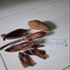 Biji Mahoni (Swietenia mahagoni) Dried (30 gram) view 2