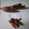 Biji Mahoni (Swietenia mahagoni) Dried (30 gram) view 3