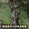 1000g2021 Natural Loose Leaf Tea,Chinese Tea, Sulfur Free 1000/ Flower tea,dark tea,loose tea view 4