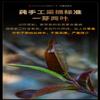 12 Premium Pu-erh Tea Natural Loose Leaf Tea,Chinese Tea, Sulfur Free 12500/ Flower tea,dark tea,loose tea view 2