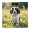English Springer Spaniel Smart Body Weight, Highly Accurate Digital Weighing Scale with Large LCD Display, Durable Weight Scale for Home Use, Measures Weight Up to 400 Lb/180kg view 1