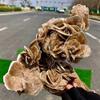1pc 210-300g Selenite Desert Rose Crystal Cluster Gemstone Room and Office Decoration view 2