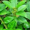 AD Sirukurinjan Powder 100g | Gurmar | Gymnema Sylvestre | Podapatri | Gudmar | Madhunashini (100g) view 2