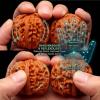 1 Pair Boutique Natural Wenwan Walnut Handball Health Grip Ball Palm Massage Chinese Walnuts for Stress Relief & Anxiety (Natural Wood Color,39 * 40mm) view 3