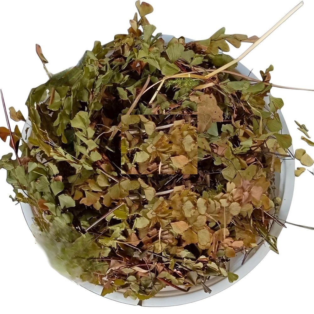 KR Hansraj 100 grm - Pershosha - Adiantum Capillus - Veneris - Hanspadi - Hansraj Black Maiden - Hair Fern - Adiuntum Capillus Dried - Harnsraj Dry herb
