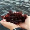 Dulse Co. Dried Pacific Dulse Seaweed (4 oz) view 3