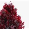 Dulse Co. Dried Pacific Dulse Seaweed (2 oz) view 2
