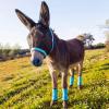Yeyeplum Mini Donkey Fly Mask with Ears and 4 Set Donkey Fly Boots Mule Leggings, Breathable Stretchy Mule Leg Wraps Mask Boots with Mesh Eye Covers from Insects and Bugs with Adjustable view 1