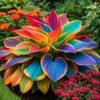 FERIWOY Elephant Ear Bulb for Large Leaf Landscape Style and Garden Fill view 1