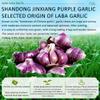 Phuumy Laba Garlic,Pickled With Vinegar Fresh Green Garlic, Chinese Shandong Special,250g(8.82oz) Packaged view 4
