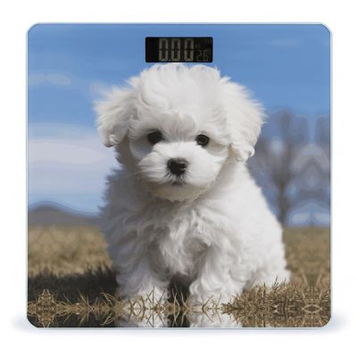 Bichon Frise Dog Bathroom Scale for Body Weight High Precision Digital Scale for Home Portable Weight Scale with Auto Step-On Function and Clear LCD Easy to Read
