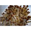 All In One Mushroom Grow Bag By Oakland Mushrrom Co. | Organic Milo Grain & Coco Coir | Self Healing Injecton Port (4lbs) view 4
