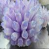 Unique Raw Rainbow Angel Aura Crystal Geode Cluster Home Decor Rock Crystal Tower Cluster Mineral Specimen Quartz Geode Cluster Lotus Flower 4inch 1pcs view 1