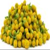 Buzz Button Flowers 50 Pack Cocktail Garnish, Mixology, Culinary Sensation, Tingling Mouthfeel (250) view 1