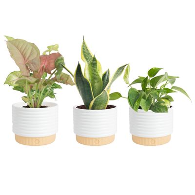 VECELO Live Indoor House Plants (3 Pack), Easy Care Assorted Houseplants in Pots, Low Maintenance Indoor Plants for Home Office Decor and Gifts