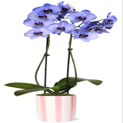 Green Circle Growers 5IN Watercolor Lavender Orchid in Hollywood Pink Ceramic Pot | Premium Live Orchid Plant | Modern Indoor Dcor