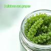 Sea Grape, Healthy Nutritious Cold Dish, Salad, Sushi Side Dish,Hot Pot Ingredient,Dried Seaweed & Nori,Vegetable Snack, Vegan,Delicious Japanese Leisure Food (2bags) view 4