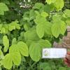 Daun Kupu Kupu (Bauhinia purpurea) Purple Orchid Tree Dried Leaves (900 gram) view 2