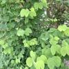 Daun Kupu Kupu (Bauhinia purpurea) Purple Orchid Tree Dried Leaves (900 gram) view 3