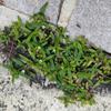 Rumput Mutiara (Oldenlandia corymbosa) Diamond Flower Dried Leaves (30 gram) view 1