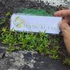 Rumput Mutiara (Oldenlandia corymbosa) Diamond Flower Dried Leaves (30 gram) view 2