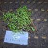 Rumput Mutiara (Oldenlandia corymbosa) Diamond Flower Dried Leaves (30 gram) view 4