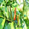 Vietnamese Natural Organic Herbal Dried Whole Long Pepper 1.1 lbs - Tieu Lop Trai Say Kho Nguyen Chat 500g view 3
