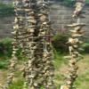 Ancient Tree Dried Lebanese Okra 8 oz - Cooking Stew Imported from Lebanon view 3