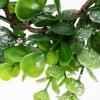 Anneome 6pcs Decorative Greenery Rings with Faux Eucalyptus Leaves, Rustic Candle Wreaths for Table Decor, Soft Matte Finish Plastic and Iron Material, for Wall Hanging and Party Use view 3