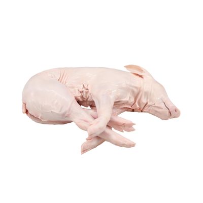 Tabladillo Pig, Whole, Suckling Cochinillo, Avg 9 Lb Frozen, Whole Roast Suckling Pig, True Suckling Pig from Spain, Raised on Mother's Milk, Crisp Golden Skin, Tender Meat