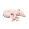 Tabladillo Pig, Whole, Suckling Cochinillo, Avg 9 Lb Frozen, Whole Roast Suckling Pig, True Suckling Pig from Spain, Raised on Mother's Milk, Crisp Golden Skin, Tender Meat view 1