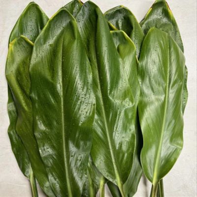 Fresh Hawaiian Green Ti Leaf Bundle 20ct