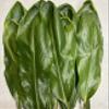 Fresh Hawaiian Green Ti Leaf Bundle 20ct view 1