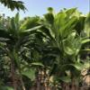 Fresh Hawaiian Green Ti Leaf Bundle 20ct view 2
