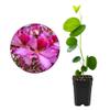 My Shelfie Orchid Tree (Bauhinia spp.), 2.5-Inch Live Flowering Starter Tree, 5 Inch Tall Tropical Plant for Outdoor Gardens, Patios, and Landscaping, USDA Zone 9-11 (3) view 1